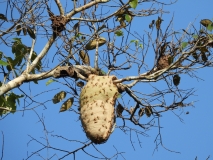 Wasp nest, Amazon River