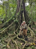 Kapoch tree, Amazon River