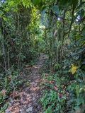 Rainforest, Ucayali River