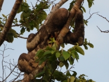 Sloth, Amazon River