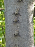 Long-nosed bats in their typical single file orientation on a tree in Pacaya-Samiria National Reserve, Peru.