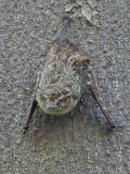 Long-nosed bat, Pacaya-Samiria National Reserve, Peru