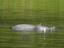 Two gray river dolphins, one of the two types of dolphins in the Peruvian Amazon.