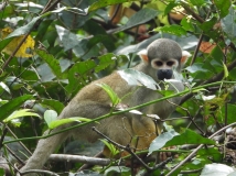 The distinctive white-masked face of a squirrel monkey, seen in Pacaya-Samiria National Reserve, Peru.