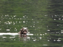 Giant river otter, Amazon River