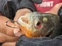 Piranha. Amazon River