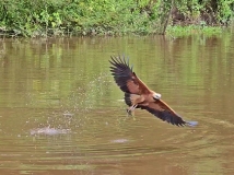 Hawk picking up tossed piranha