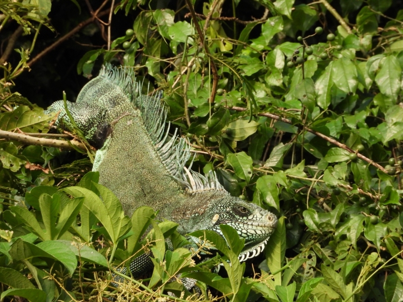 Iguana, Amazon River