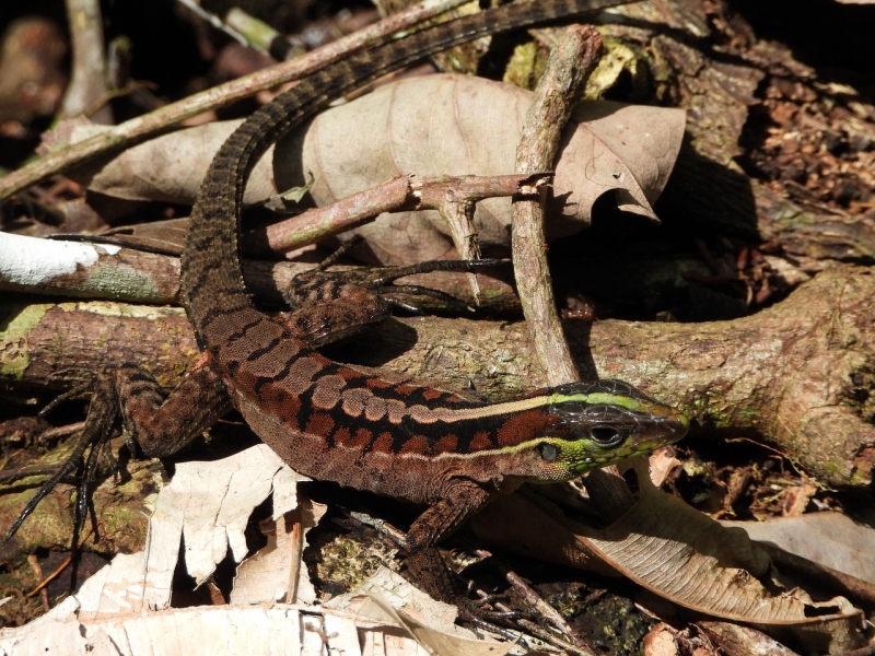 Striped forest whiptail, Amazon River
