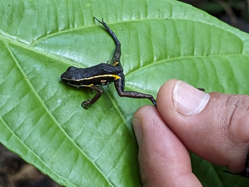 Poison arrow frog, Amazon River
