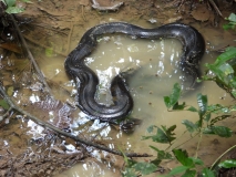 Boa constrictor, Amazon River