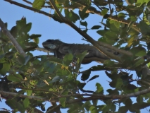 Iguana, Ucayali River