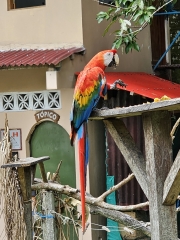 Macaw, Amazon Rescue Center