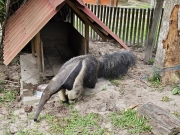Anteater, Amazon Rescue Center