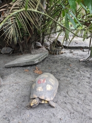 Turtles, Amazon Rescue Center
