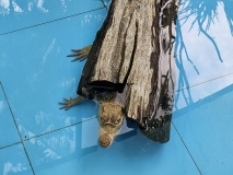 Caiman, Amazon Rescue Center