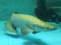 Two Piracuru at the Amazon Rescue Center Iquitos, Peru where we stopped for a tour on our way to the airport. Native to the Amazonian rivers and lakes, the air-breathing Piracuru is one of the largest freshwater fish in the world, and can grow nearly 10 ft (3 m) long and weigh 485 pounds (220 kg).