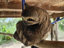 Pet three-toed sloth, Peruvian Amazon