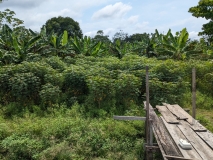 Village backyard, Amazon River