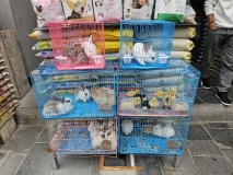 Pet sales, Souq Waqif, Doha