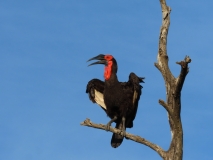 Hornbill, Sabi Sand