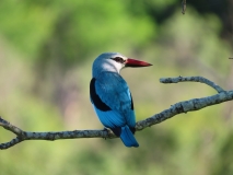 Kingfisher, Sabi Sands