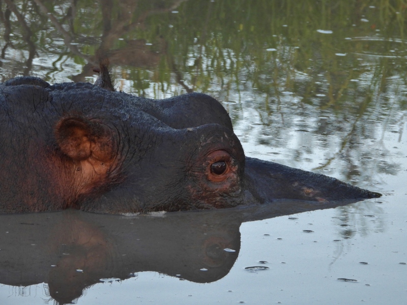 Hippo, Sabi Sand