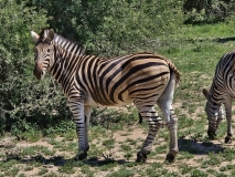 Zebra, Sabi Sand