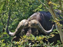 African Buffalo, Sabi Sand