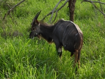 Nyala, Sabi Sand