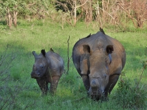 Rhinoceros, Sabi Sand