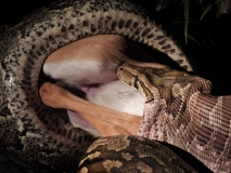 Python, Sabi Sand