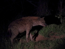 Hyena, Sabi Sand