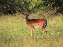 Impala, Sabi Sand