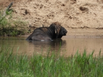 Lion Sands Ivory Lodge, Sabi Sand