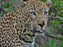 Leopard, Sabi Sand