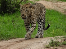 Leopard, Sabi Sand