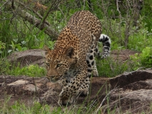 Leopard hunting an impala, Sabi Sand