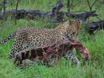 Leopard, Sabi Sand