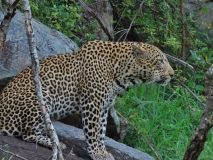 Leopard, Sabi Sand