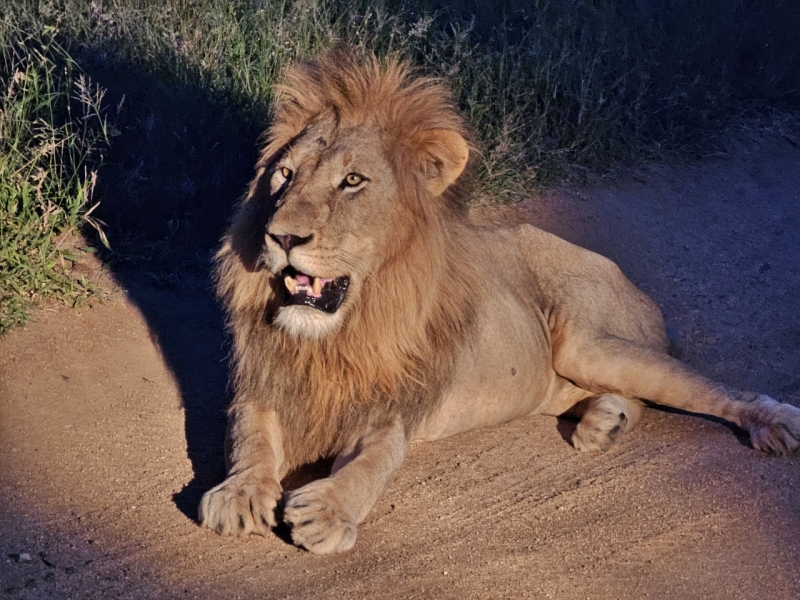 Lion, Sabi Sand