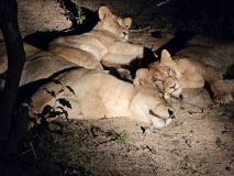 Lion, Sabi Sand