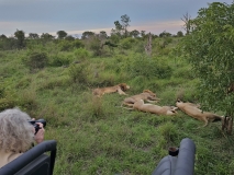 Sleeping lions, Sabi Sand