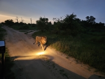 Lion, Sabi Sand