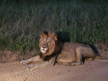 Lion, Sabi Sand