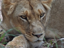 Lion, Sabi Sand