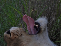 Lion, Sabi Sand