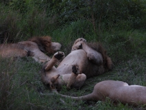 Lion, Sabi Sand