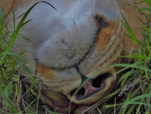 Lion, Sabi Sand