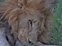 Lion, Sabi Sand